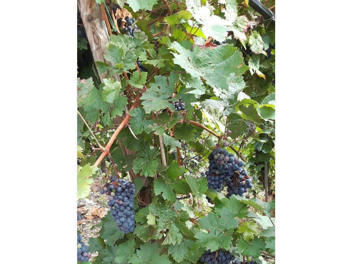 Apartment 3-Bettwohnung - Outdoor photo 5