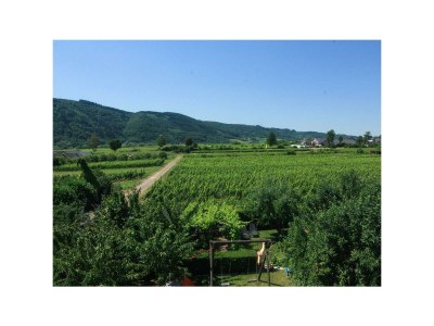 Apartment Müller-Thurgau Balkon - Features photo 17