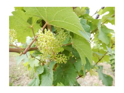 Apartment Appartement/Fewo, Dusche oder Bad, WC, 2 Schlafräu - Features photo 33