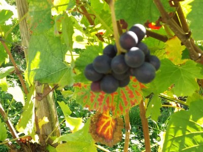 Apartment Appartement  Goldlay - Outdoor photo 14