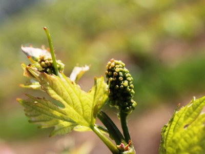 Apartment Appartement  Goldlay - Outdoor photo 17