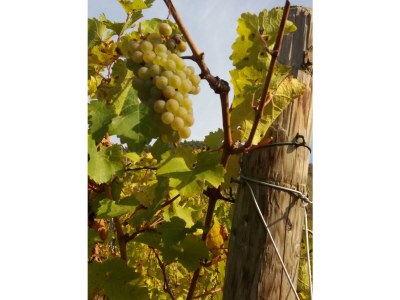 Apartment Appartement  Goldlay - Outdoor photo 26