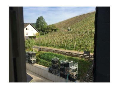 Apartment 2-Bettwohnung - Nr. 3 - Features photo 31