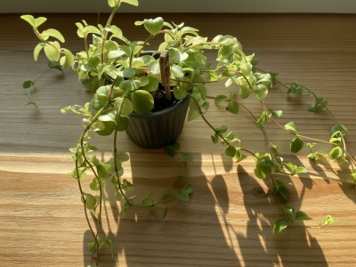 Apartment Appartement/Fewo, Dusche und Bad, WC, 2 Schlafräum - Features photo 60