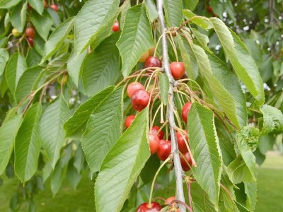 Apartment Ferienhaus, Dusche, WC, Terrasse - Outdoor photo 12