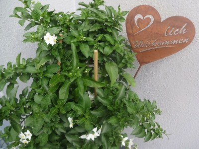 Apartment Appartement/Fewo, Bad, WC, 1 Schlafraum - Outdoor photo 12