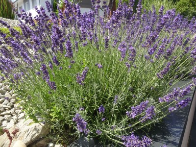 Apartment Appartement/Fewo, Bad, WC, 1 Schlafraum - Outdoor photo 24