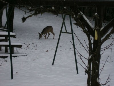 Apartment Fewo Thömmes - Outdoor photo 11