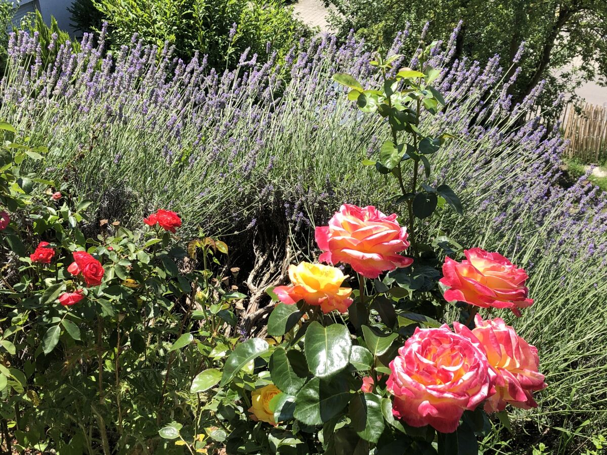 Holiday apartment Al lago - Outdoor photo 3