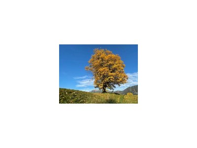 Apartment Appartement/Fewo, Toilette und Bad/Dusche getrennt - Features photo 82