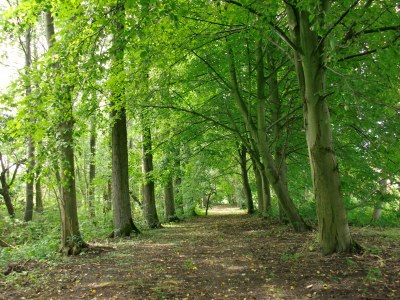 Holiday apartment Landhaus on Reet - Environment photo 20
