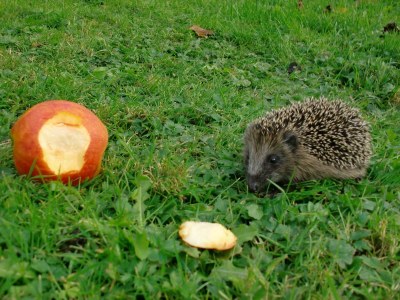 Holiday apartment Landhaus on Reet - Environment photo 21