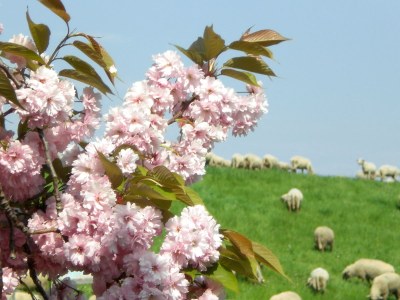 Holiday apartment Landhaus on Reet - Environment photo 23