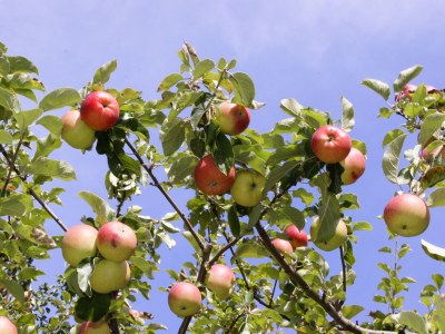 Holiday apartment Haus Alpenfriede - Outdoor photo 5