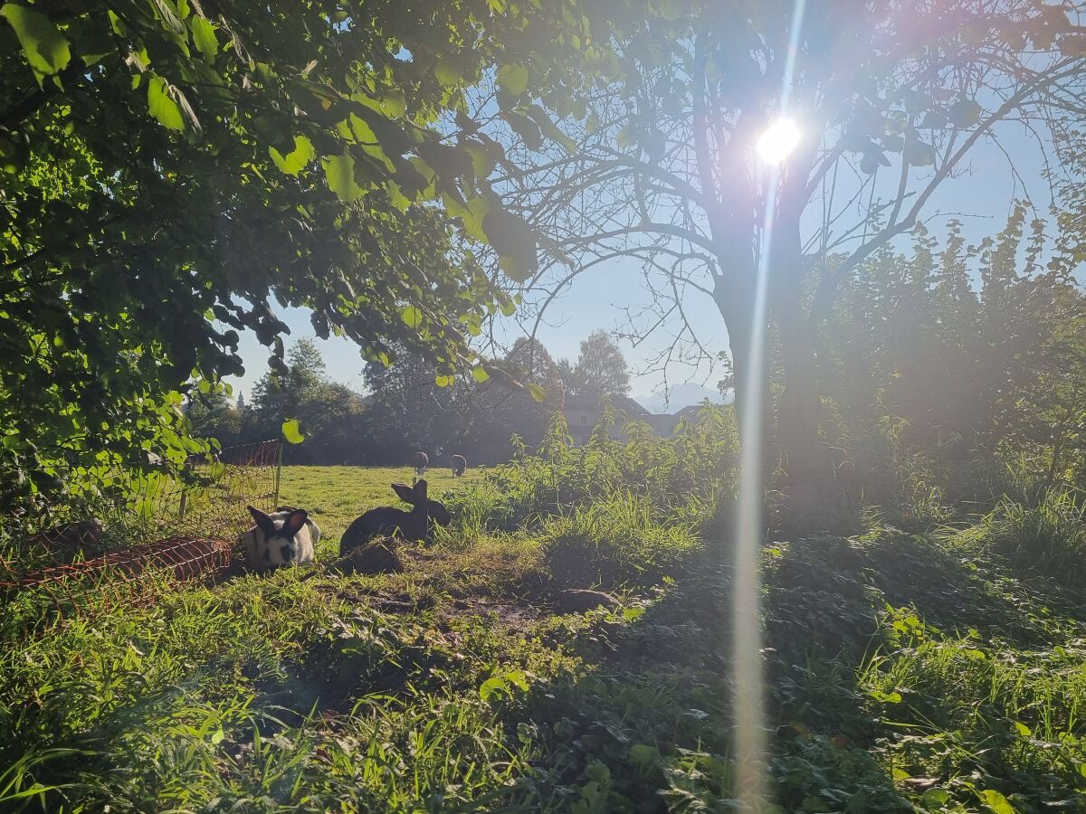 Holiday apartment Im Gärtnergassl - Outdoor photo 5