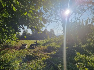Holiday apartment Im Gärtnergassl - Outdoor photo 5