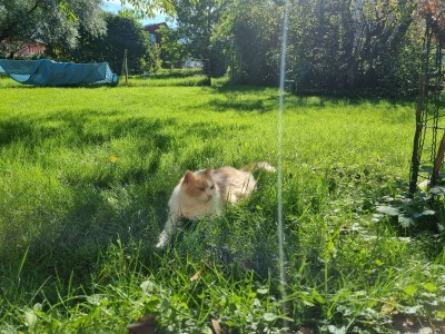 Holiday apartment Im Gärtnergassl - Outdoor photo 7