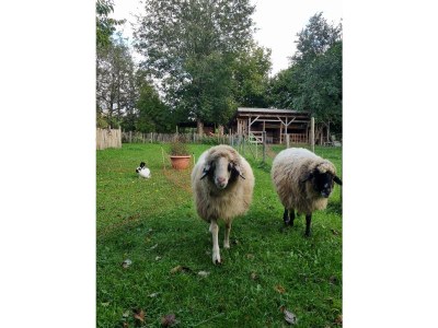 Holiday apartment Im Gärtnergassl - Outdoor photo 8