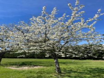 Holiday house Zen-Zimmer in Wohngemeinschaf (Eigentümer vor Ort) - Environment photo 29