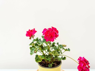 Apartment Chic Apartment by Reitani Beach - Outdoor photo 34