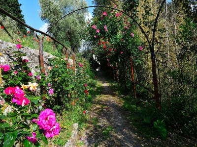 Villa Rustic Elegance Near Florence - Outdoor photo 7