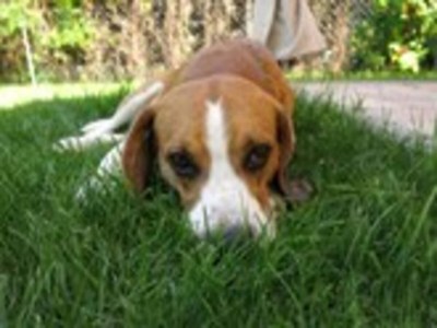 Holiday house Apartment in Casale with Panoramic Vineyard Views - Outdoor photo 39