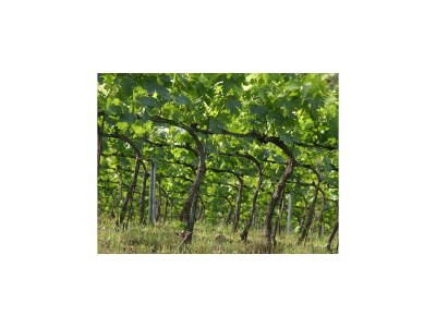 Holiday house Tuscany Bliss: Garden Retreat - Environment photo 22