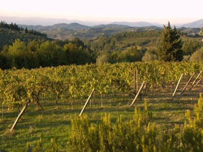 Holiday house Tuscany Bliss: Garden Retreat - Environment photo 26