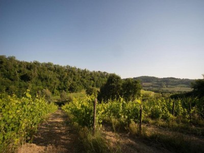 Holiday house Tuscany Bliss: Garden Retreat - Environment photo 29