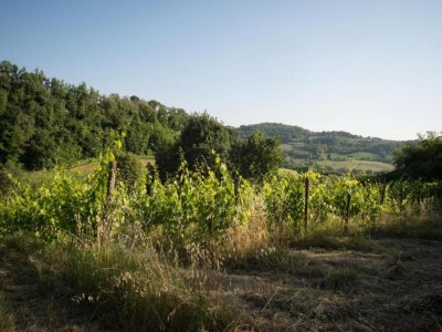 Holiday house Tuscany Bliss: Garden Retreat - Environment photo 33