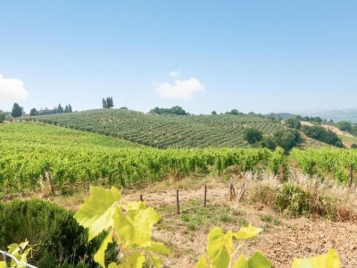 Holiday house Tuscany Bliss: Garden Retreat - Environment photo 35