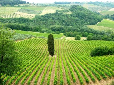 Holiday house Tuscany Bliss: Garden Retreat - Environment photo 38