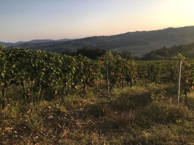 Holiday house Tuscany Bliss: Garden Retreat - Environment photo 39