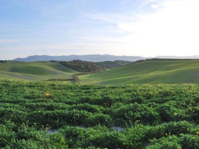 Apartment Peccioli Villa Retreat mit Pool - Environment photo 36