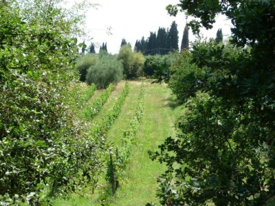 Apartment Peccioli Villa Retreat mit Pool - Environment photo 37