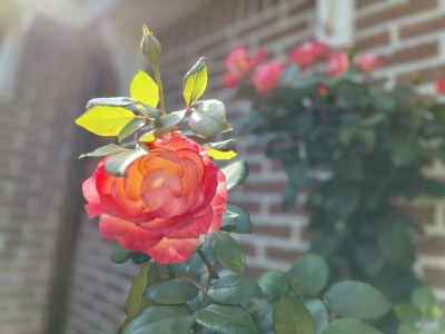 Holiday house Ferienhaus in Medemblik mit Garten - Outdoor photo 7