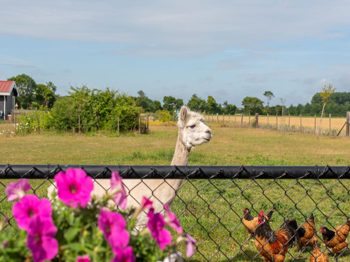 Holiday house Ferienhaus Koudekerke bei Stränden - Outdoor photo 4