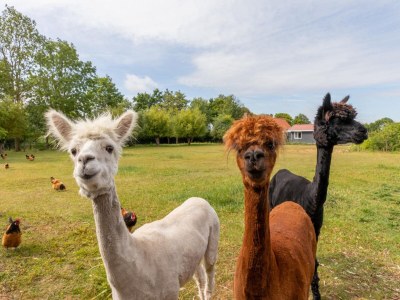 Holiday house Ferienhaus Koudekerke bei Stränden - Outdoor photo 38