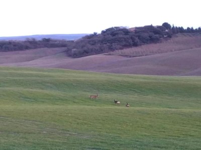 Farmhouse Bauernhaus in der Toskana bei Siena - Environment photo 25