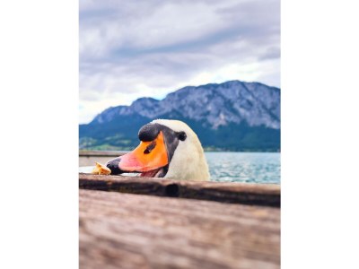 Holiday apartment im Gästehaus - Outdoor photo 6