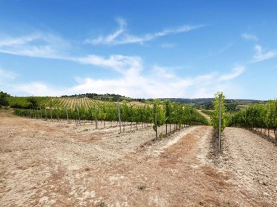 Farmhouse Bauernhaus in der Toskana mit Pool & Weinprobe - Environment photo 20