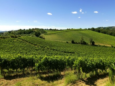 Farmhouse Bauernhaus in der Toskana mit Pool & Weinprobe - Environment photo 30