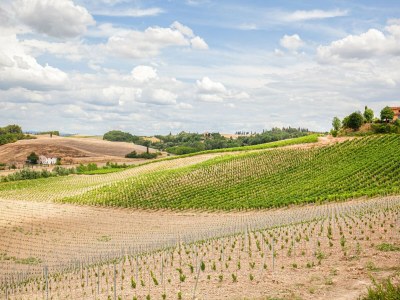 Farmhouse Spacious Tuscany Retreat - Outdoor photo 10