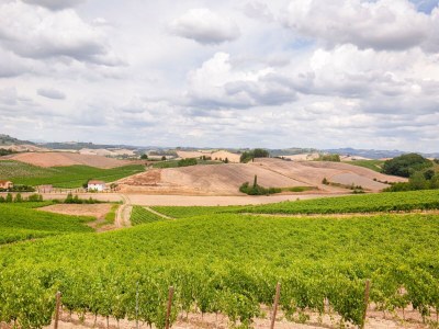 Farmhouse Spacious Tuscany Retreat - Outdoor photo 11