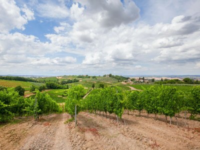 Farmhouse Spacious Tuscany Retreat - Environment photo 37