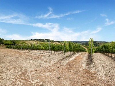 Farmhouse Varna Charm: Toskanischer Kurzurlaub - Environment photo 36