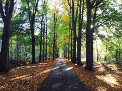 Holiday house Chalet im Wald mit Pool - Environment photo 29