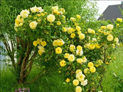 Apartment 6-Bett-Ferienhaus Dusche/WC, 3 Schlafräume - Outdoor photo 4