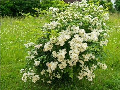 Apartment 6-Bett-Ferienhaus Dusche/WC, 3 Schlafräume - Outdoor photo 5