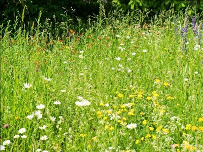 Apartment 6-Bett-Ferienhaus Dusche/WC, 3 Schlafräume - Outdoor photo 6